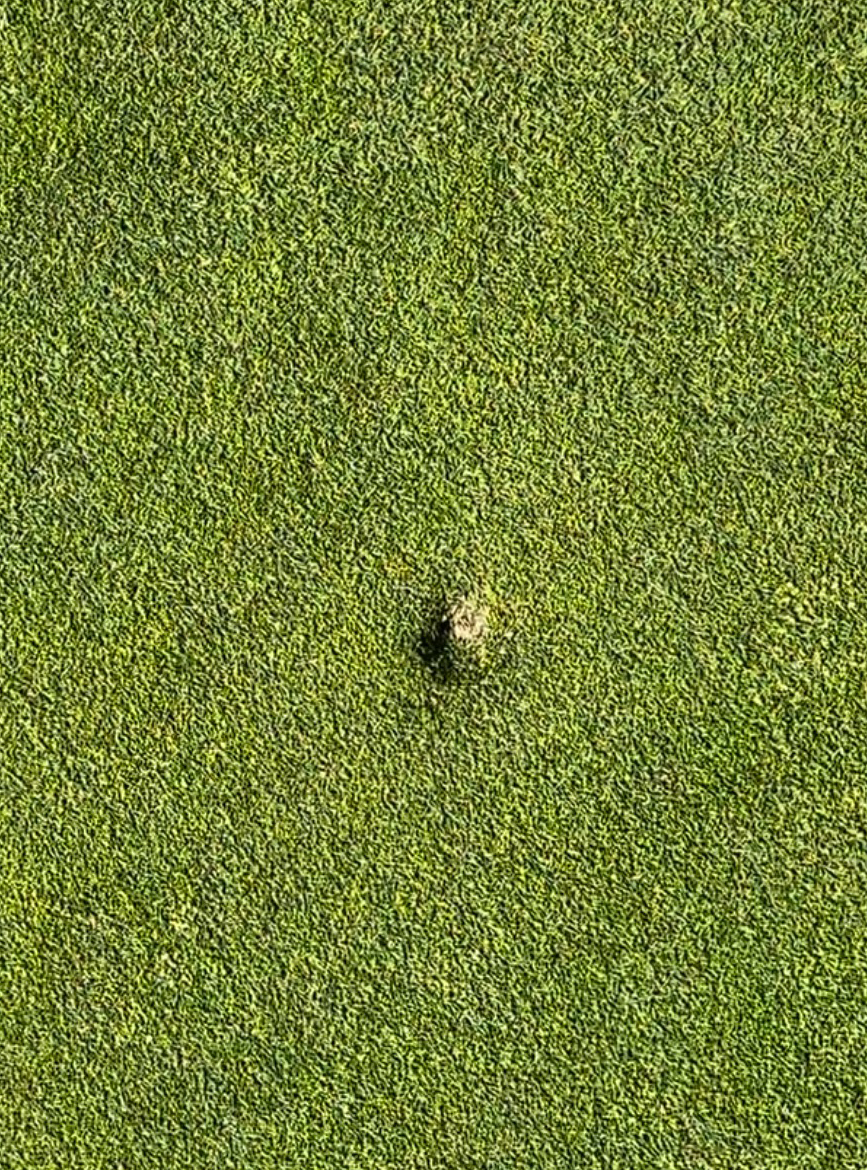 Close grass texture on a golf green placeholder